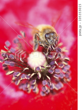 ポピーの花と蜜蜂 105353015