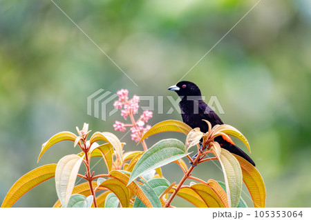 Scarlet-rumped tanager tanager - Ramphocelus passerinii 105353064
