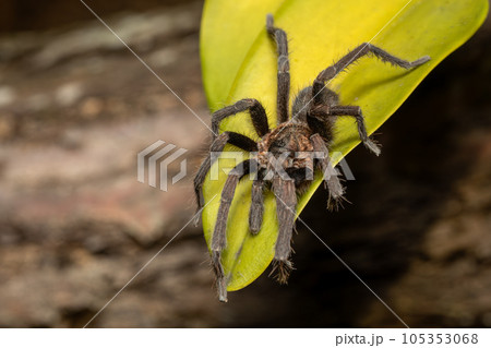 Tarantula (Sericopelma melanotarsum) Curubande de Liberia, Costa Rica wildlife 105353068