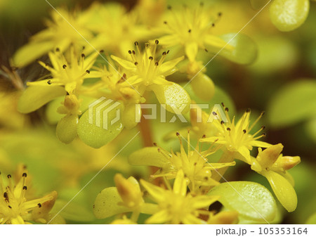 マルバマンネングサの花 マルバマンネングサの花 105353164