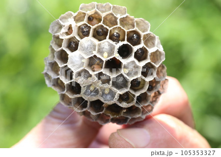 アシナガバチの巣と中にいる幼虫 105353327