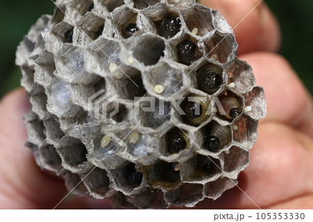 アシナガバチの巣と中にいる幼虫 105353330