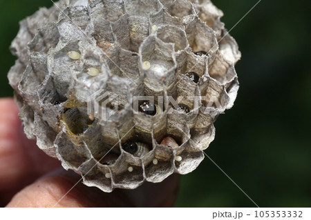 アシナガバチの巣と中にいる幼虫 アシナガバチの巣と中にいる幼虫 105353332