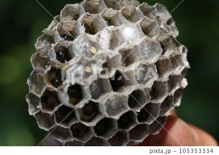 アシナガバチの巣と中にいる幼虫 105353334