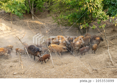 Herd of mangalica a Hungarian breed Herd of mangalica a Hungarian breed 105353899