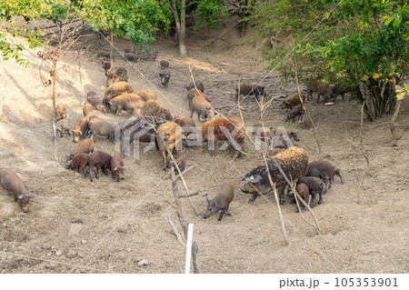 Herd of woolly pigs Herd of woolly pigs 105353901