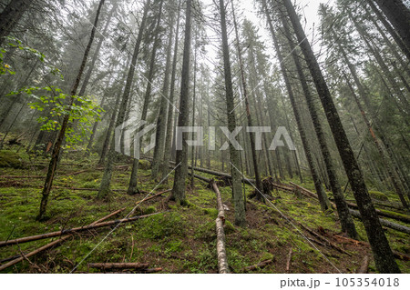 wooden hiking footpath in forest between trees in Skuleskogen National Park in Sweden in northern Europe Hoga Kusten 105354018