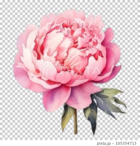 Watercolor peony flower isolated Watercolor peony flower isolated 105354713