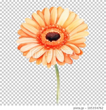 Watercolor gerbera flower isolated Watercolor gerbera flower isolated 105354762