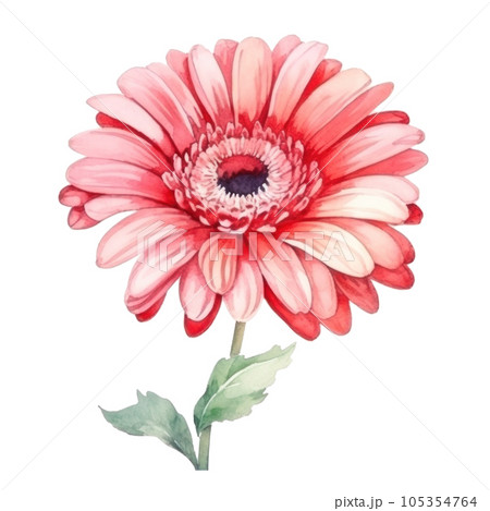 Watercolor gerbera flower isolated Watercolor gerbera flower isolated 105354764