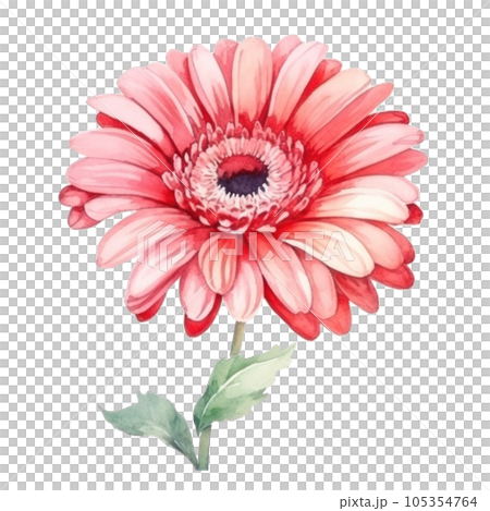 Watercolor gerbera flower isolated Watercolor gerbera flower isolated 105354764