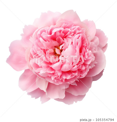 Pink peony flower isolated 105354794