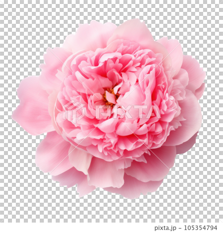 Pink peony flower isolated 105354794