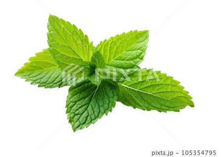 Mint green leaf isolated 105354795