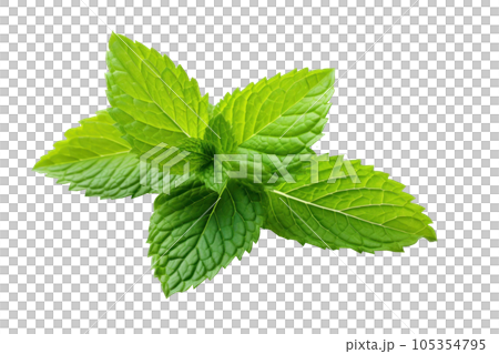 Mint green leaf isolated 105354795