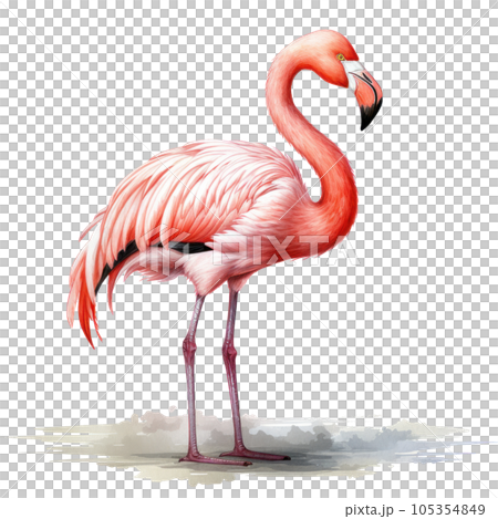 Watercolor pink flamingo isolated Watercolor pink flamingo isolated 105354849