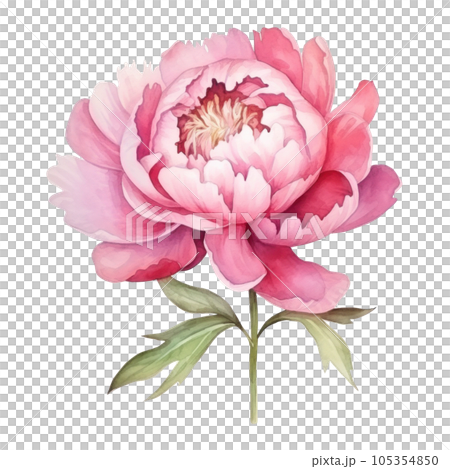 Watercolor peony flower isolated Watercolor peony flower isolated 105354850