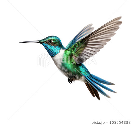 Flying hummingbird isolated 105354888