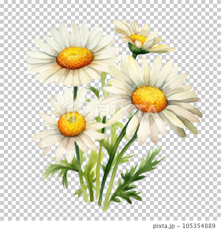 Watercolor chamomile flower isolatedのイラスト素材 [105354889] - PIXTA