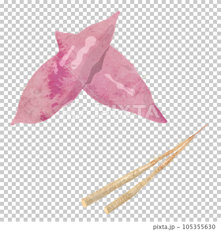 甘藷和牛蒡水彩矢量圖 105355630