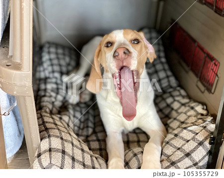 ハウスの中で長い舌を出す犬 105355729