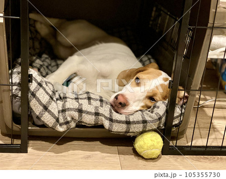 ボールを前にしてゲージの中で寝転ぶ犬 ボールを前にしてゲージの中で寝転ぶ犬 105355730