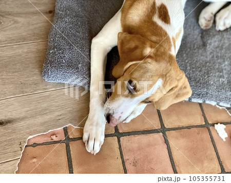 ボロボロの床マットを噛む犬 105355731