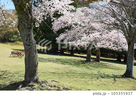 山桜の花　満開 105355937