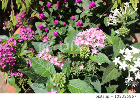 ペンタス、センニチコウの花寄せ植え 105355967