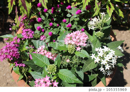ペンタス、センニチコウの花寄せ植え ペンタス、センニチコウの花寄せ植え 105355969