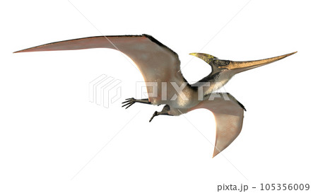プテラノドン Pteranodon プテラノドン Pteranodon 105356009