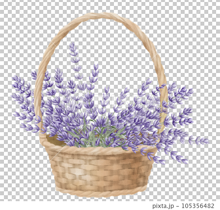 Lavender in a wicker Basket. Watercolor hand drawn illustration with bouquet of wild Province Flowers on white isolated background. Bunch of lavandin for floral greeting cards or wedding invitations. Lavender in a wicker Basket. Watercolor hand drawn illustration with bouquet of wild Province Flowers on white isolated background. Bunch of lavandin for floral greeting cards or wedding invitations. 105356482