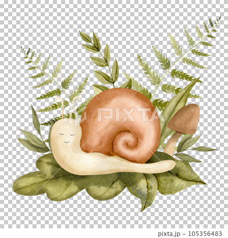 Snail with fern and forest plants. Hand drawn watercolor illustration of cute cartoon character on white isolated background for baby shower greeting cards or invitations. Sketch of spiral slug. Snail with fern and forest plants. Hand drawn watercolor illustration of cute cartoon character on white isolated background for baby shower greeting cards or invitations. Sketch of spiral slug. 105356483