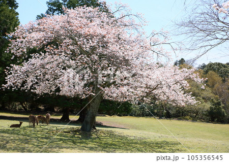 山桜の花　満開 105356545
