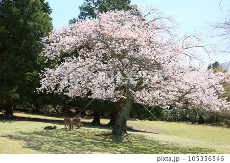 山桜の花　満開 105356546