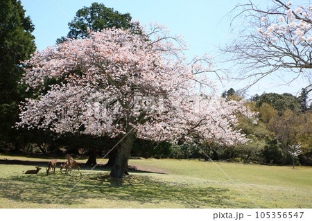 山桜の花　満開 105356547