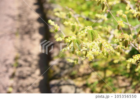 トサミズキの花 満開 トサミズキの花 満開 105356550