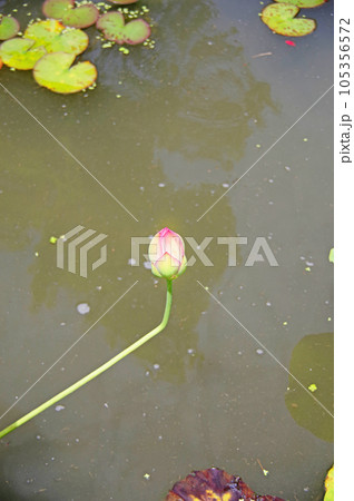 水辺に咲く濃いピンク色のハスの蕾 105356572