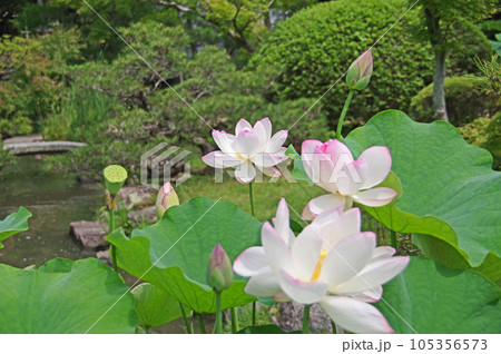 蓮の花が咲く山口県下関市の長府庭園 蓮の花が咲く山口県下関市の長府庭園 105356573