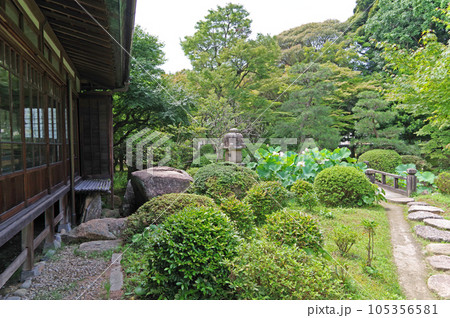蓮の花が咲く山口県下関市の長府庭園 蓮の花が咲く山口県下関市の長府庭園 105356581
