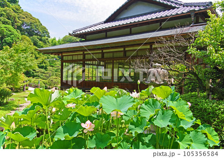 山口県下関市の廻遊式庭園静かな佇まいの長府庭園書院と蓮 105356584