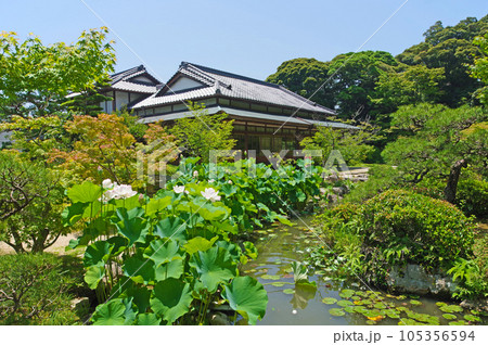 山口県下関市の廻遊式庭園静かな佇まいの長府庭園書院と蓮 山口県下関市の廻遊式庭園静かな佇まいの長府庭園書院と蓮 105356594