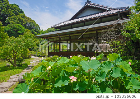 下関市の長府庭園書院と美しく咲く大輪の孫文蓮 105356606