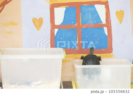 Belarus, the city of Gomel, August 15, 2017. City Terrarium. Turtle in a container on the background of a child's drawing. 105356632