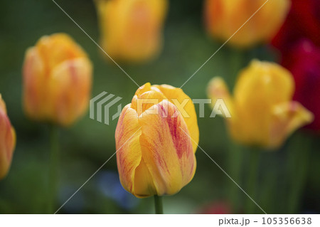 Yellow tulips background. Spring flowers Yellow tulips background. Spring flowers 105356638