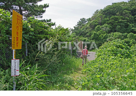 山口県下関市の本州最西端ハマユウ群落地吉母海岸 105356645