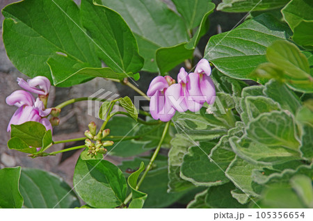 夏の海辺に咲いたピンク色のつる性植物ハマナタマメ 105356654
