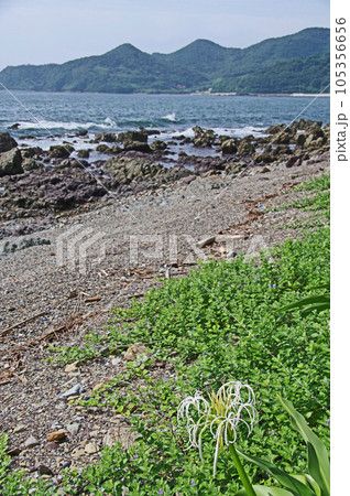 山口県下関市の本州最西端ハマユウ群落地吉母海岸 105356656