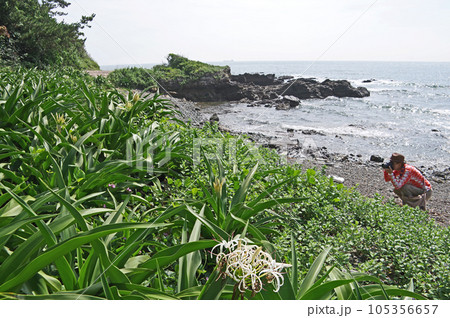 山口県下関市の本州最西端ハマユウ群落地吉母海岸 105356657