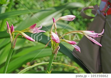 ピンク色の大輪の花が咲くアフリカハマユウ ピンク色の大輪の花が咲くアフリカハマユウ 105356662